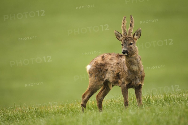 European roe deer (Capreolus capreolus) buck with velvet horns and shaggy winter coat in the meadow, AllgÃ¤u, Bavaria, Germany, Europe