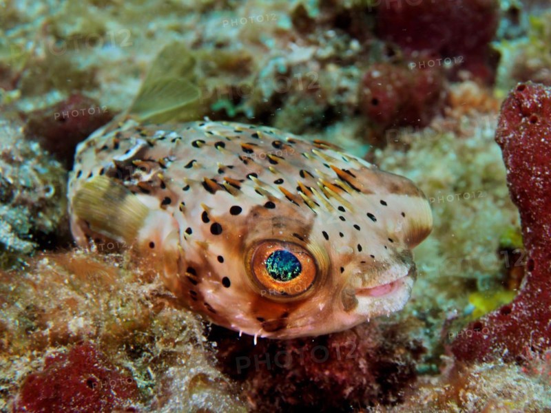 A small pufferfish with large eyes, brown spotted hedgehogfish (Diodon holocanthus), dive site Nursery, Pompano Beach, Florida, USA, North America