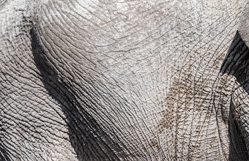 African elephant (Loxodonta africana), detail, wrinkled skin, Etosha National Park, Namibia, Africa