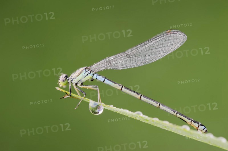 Small red-eyed damselfly (Erythromma viridulum), female, North Rhine-Westphalia, Germany, Europe