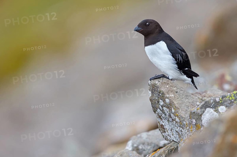 Cory's Grebe, Plautus alle, Dovekie, Little Auk, Mergule nain, Mérgulo atlantico, Longyearbyen, Svalbard / Spitsbergen, Norway, Europe