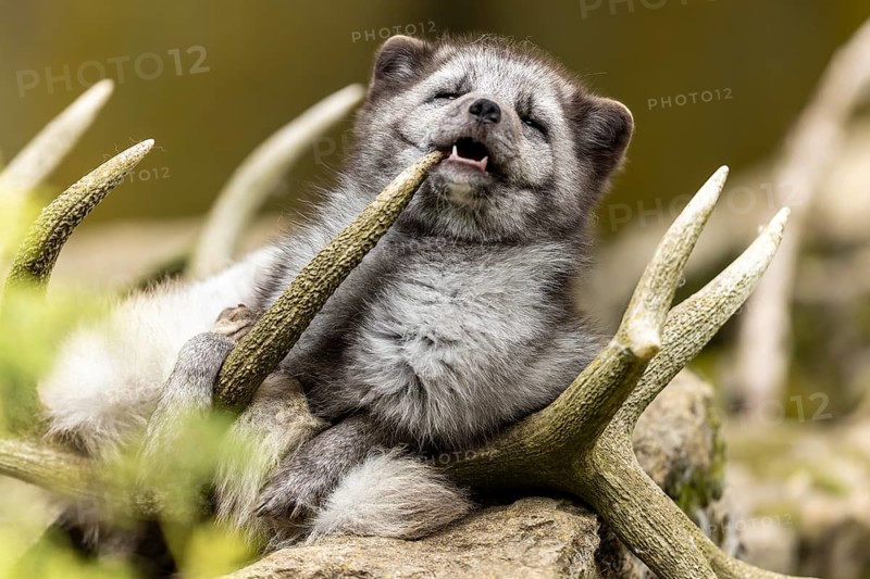 A fox bites humorously into an antler and shows a playful attitude, arctic fox (Alopex lagopus)