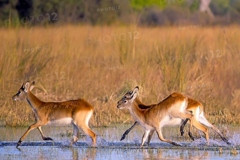 Red hartebeest (Kobus leche) ml, Okavango Delta, Botswana, Okavando Delta, Botswana, Africa