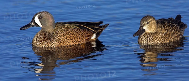 Blue-winged teals (Anas discors), two blue-winged teal swimming in the water, Viera Wetlands, Titusville, Florida, USA, North America