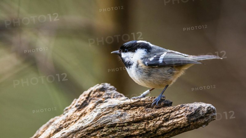 Coal Tit, Periparus ater, bird in forest
