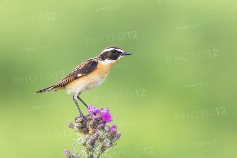 Whinchat (Saxicola rubetra), male standing on marsh thistle (Cirsium palustre), songbirds, animals, birds, North Rhine-Westphalia, Germany, Europe