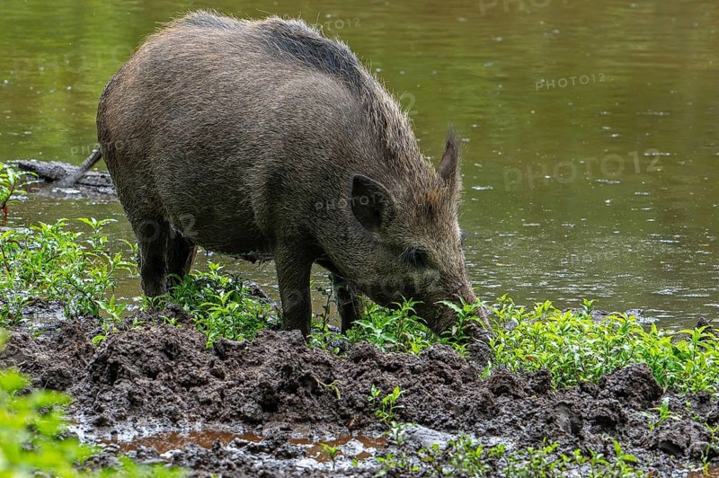 Wild boar (Sus scrofa) sow foraging by digging its snout in the mud on muddy river bank, riverbank in spring