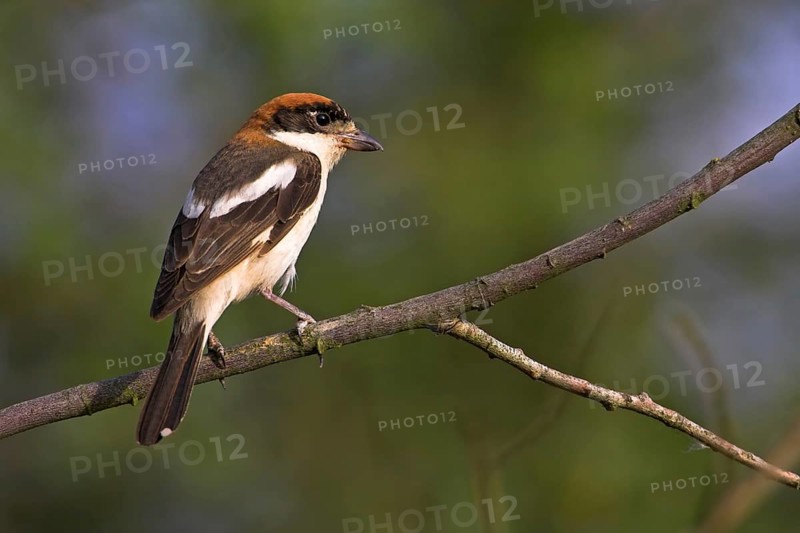 Woodchat shrike (Lanius senator), male, perch, Nahe valley, Lesbos island, Greece, Europe