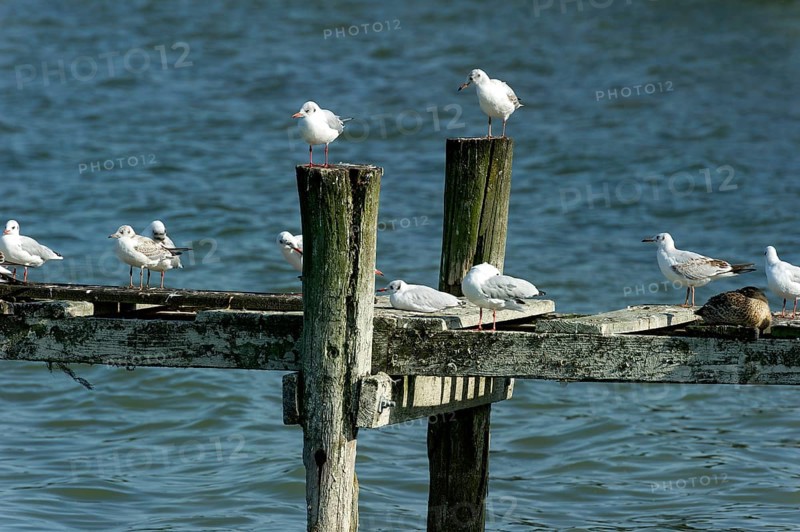 Black-headed gulls (Chroicocephalus ridibundus, syn. Larus ridibundus) on an old dilapidated jetty, DieÃŸen am Lake Ammer, Upper Bavaria, Bavaria, Germany, Europe
