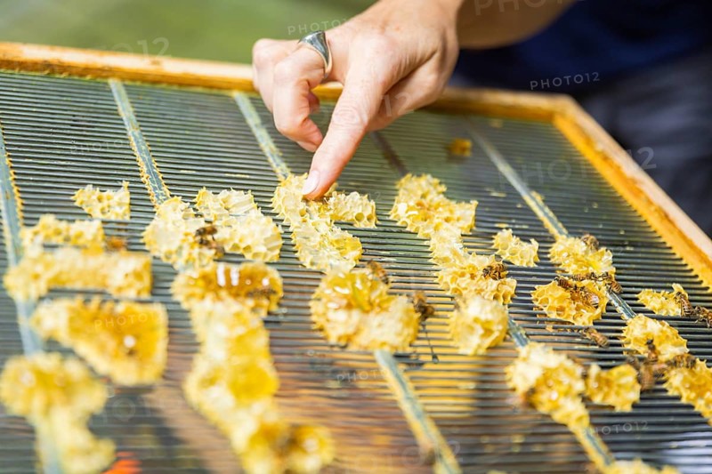 Jens Ardelt hiving a beehive. Since the beginning of 2023, 500, 000 new employees have been working in the Saxon Ministry of Labour: Eight bee colonies have been busily collecting nectar for honey ever since. Beekeeper Rico Heinzig (MyHoney GmbH from MeiÃŸen) has been known throughout Germany since his legal dispute with satirist Jan Böhmermann. MyHoney currently looks after over 200 bee colonies. In 2022, the organic beekeeping business received the international London Money Award in Gold, beekeeper at the Saxon Ministry of Labour, Dresden, Saxony, Germany, Europe