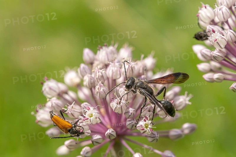 Mexican isodont (Isodontia mexicana) looking for pollen on a pink flower Bas rhin, Alsace, grand est, France, Europe