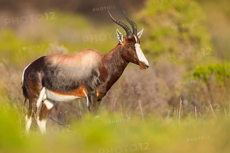 Bontebok, (Damaliscus pygargus), antelope, Table Mountain National Park Cape of Good Hope Nature Reserve, Cape Town, Western Cape, South Africa, Africa