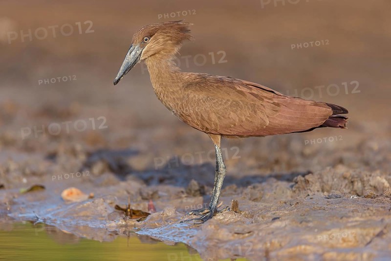 Hammerhead, Hammerhead, Hamerkop, (Scopus umbretta), Ombrette africaine, Avemartillo, Shadebird, Waterbird, Marakissa River Camp / Canoe tri, Marakissa, South Bank, Gambia, Africa