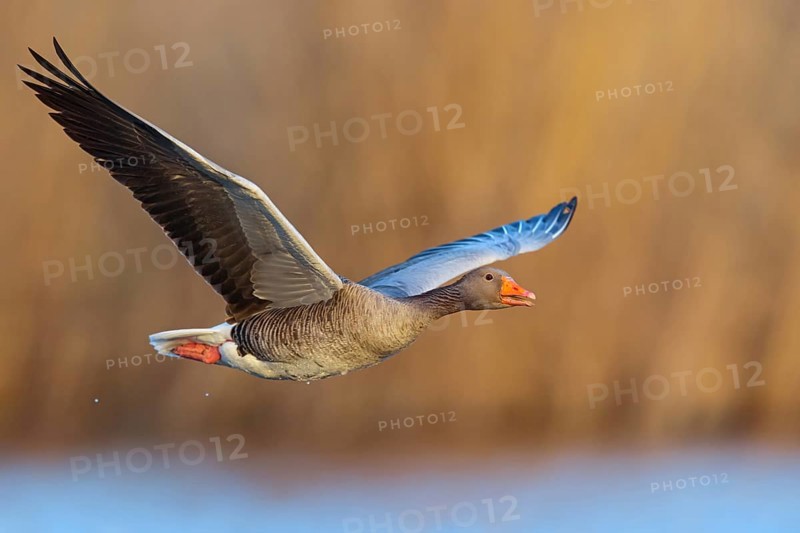 Greylag goose, Anser Anser, flight photo, lateral, flight photo, Wagbachniederung, Waghâ€°usl, Baden-WÂ¸rttemberg, Germany, Europe
