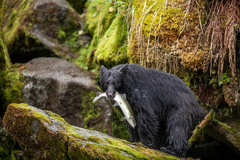 American Black Bear (Ursus americanus) with salmon in its mouth, rainforest, Southeast Alaska, Alaska, USA, North America