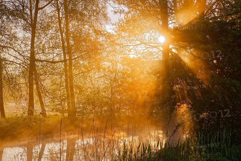 Sunlight falls through the trees onto the ditch for irrigation and drainage in Hamburg's Vier- und Marschlanden district. Kirchwerder, Hamburg, Germany, Europe