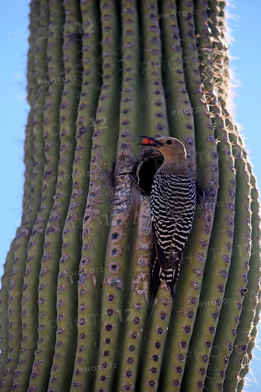 Gila woodpecker (Melanerpes uropygialis), adult, male, at breeding den, with food, on Saguaro cactus, Sonora Desert, Arizona, North America, USA, North America