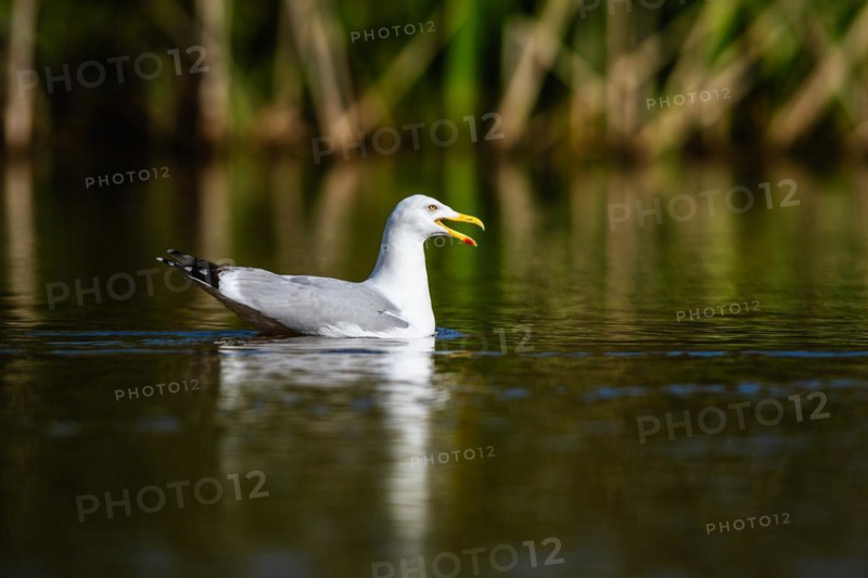 European Herring Gull, Larus argentatus on lake