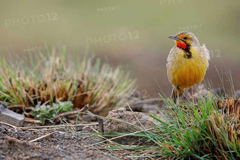 Large-spurred Pipit, cape longclaw (Macronyx capensis), Wakkerstrom surroundings, Wakkerstrom, Mpumalanga, South Africa, Africa