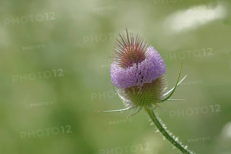 Wild teasel (Dipsacus fullonum), with wreath of flowers, Haiger, Hesse, Germany, Europe