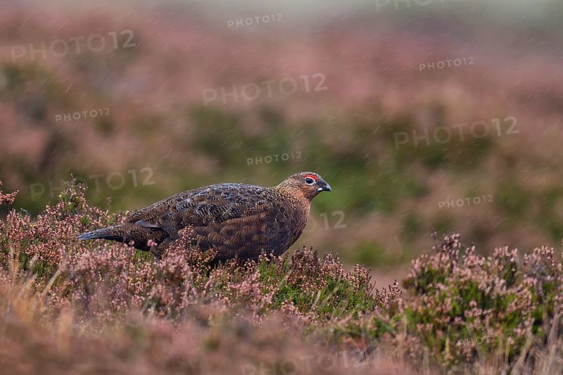 Red Grouse (Lagopus lagopus scotica) in the Highlands, Scotland, Great Britain