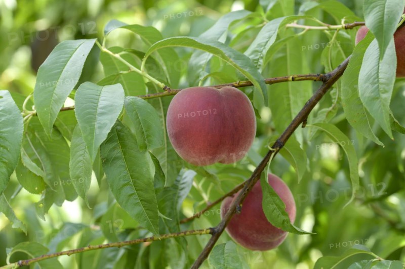 Peach (Prunus persica 'Maura'), Baum- und Rebschule Schreiber KG, Poysdorf, Lower Austria, Austria, Europe