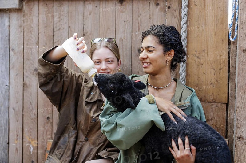 Young woman giving a lamb a bottle of milk in her arms, North Sea island of Borkum, 18.05.2024. Rearing lambs, lamb