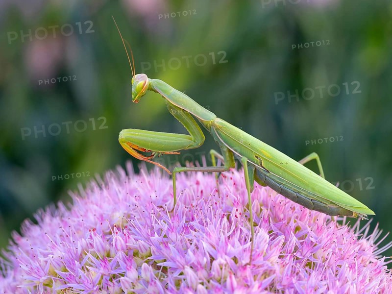 European mantis (Mantis religiosa), European Mantis, praying mantis, Kaiserstuhl, Calera Y Chozas, Baden-Württemberg, Germany, Europe