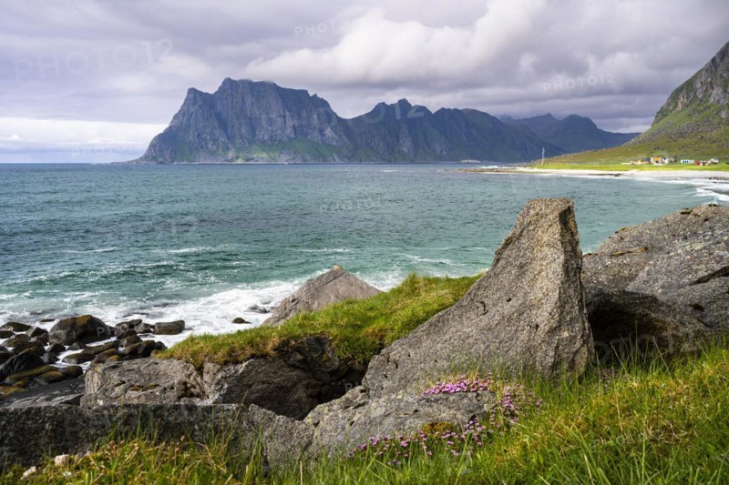 Seascape on the beach at Uttakleiv (Utakleiv), rocks and pink-coloured flowers in the foreground. In the background the mountain Hogskolmen. Cloudy sky, some sun. Early summer. Uttakleiv, Vestvagoya, Lofoten, Norway, Europe