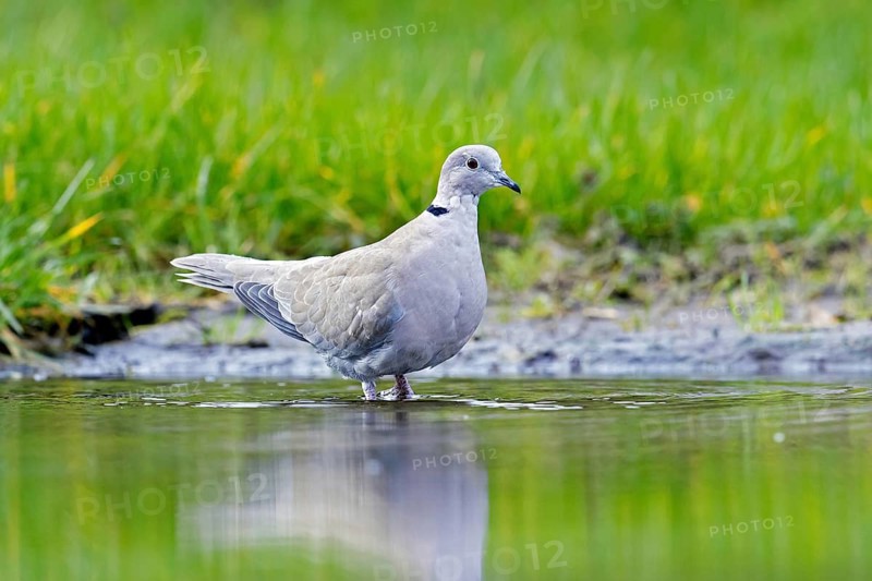 Eurasian collared dove (Streptopelia decaocto) drinking water from pond