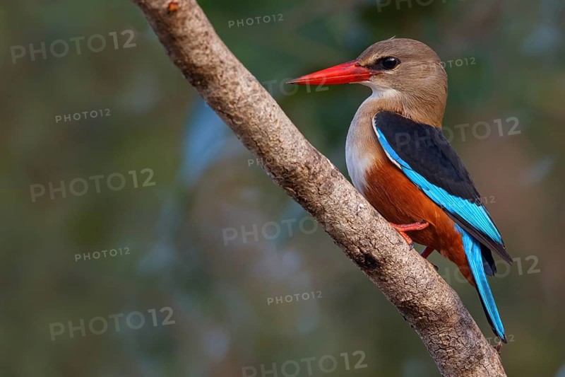 Grey-headed Kingfisher, Grey-headed Kingfisher, Tendaba camp Tendaba photo hid, Kwinella, South Bank, Gambia, Africa