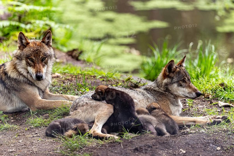 A pack of wolves rests in a green environment, the pups cuddle up to their mother, European grey gray wolf (Canis lupus)