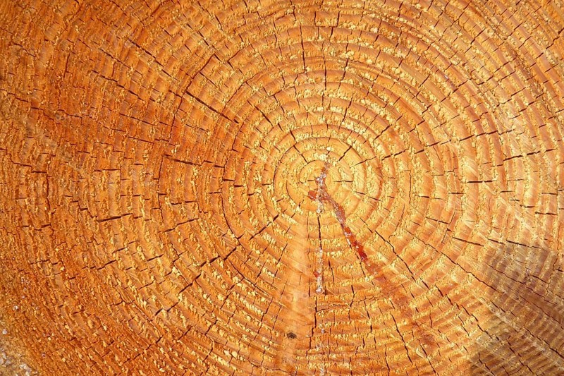 Interface of sawn-through tree trunk with clearly visible annual rings, Germany, Europe
