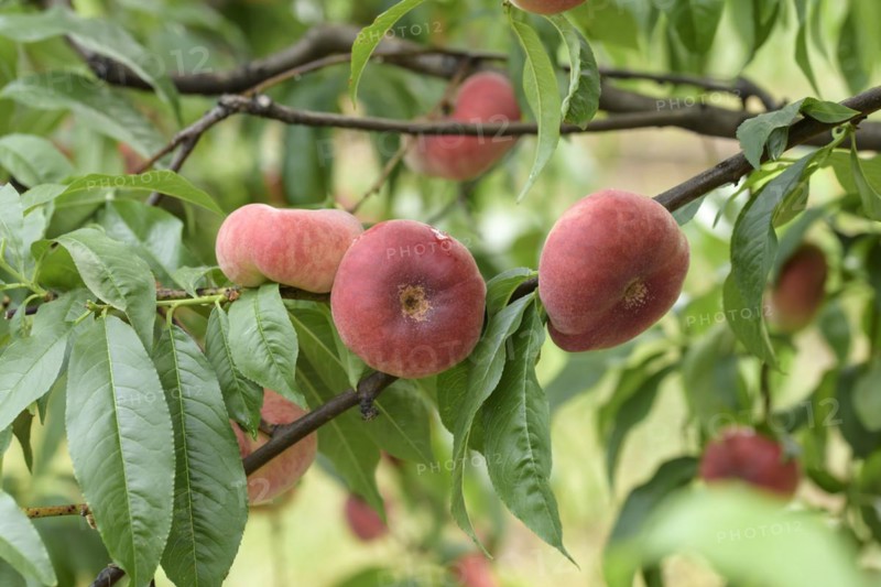 Plate peach (Prunus persica 'Ufo 3'), tree and vine nursery Schreiber KG, Poysdorf, Lower Austria, Austria, Europe