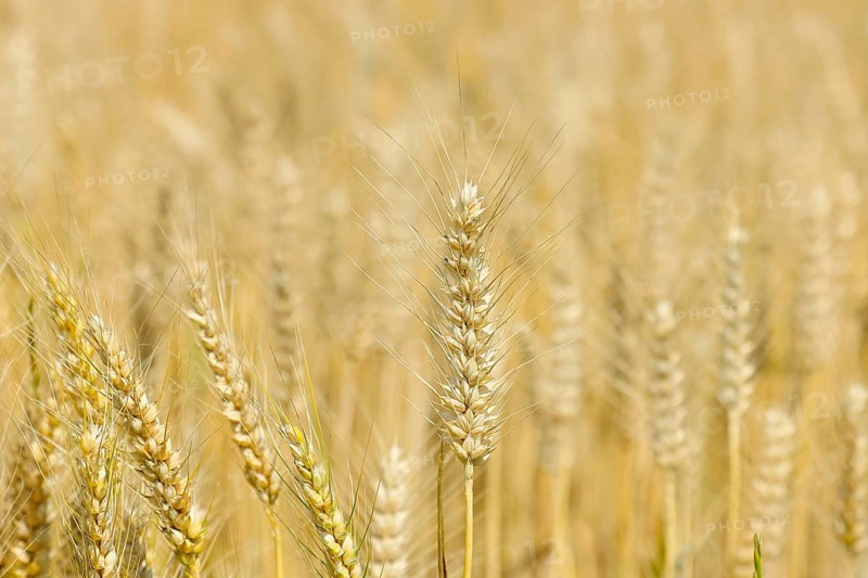 Detailed view of ripe triticale ears on a triticale field, cross between rye and wheat, forage, Neusiedler See-Seewinkel National Park, Burgenland, Austria, Europe
