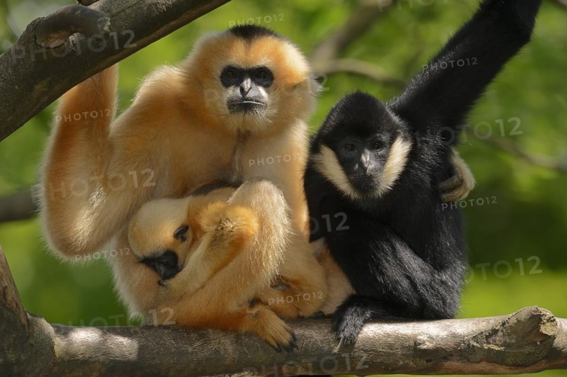 Northern white-cheeked gibbon (Nomascus leucogenys), male and female with young, captive, occurring in Asia