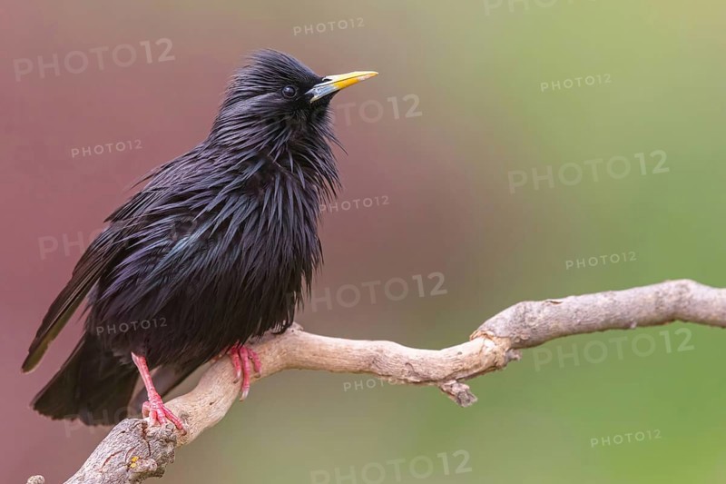 Unicoloured Starling, Spotless Starling, Sturnus unicolor, Etourneau unicolore, Estornino Negro, Hides de El Taray / Lesser Kestr, Villafranca de los Caballeros, Castilla La Mancha / Toledo, Spain, Europe