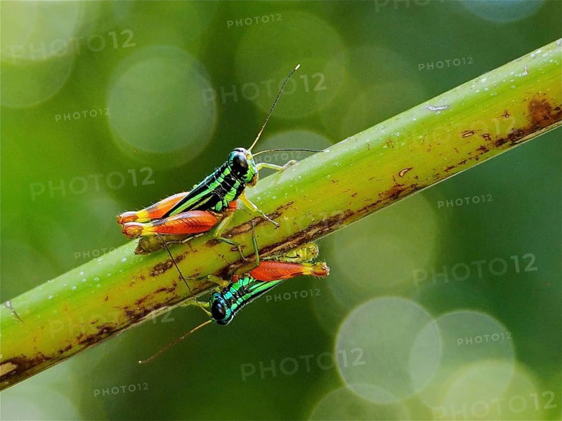 Two Common Green Grasshoppers (Taeniophora femorata), grasshoppers, sitting on a green branch in front of a blurred background. Manuel Antonio National Park, Costa Rica, Central America