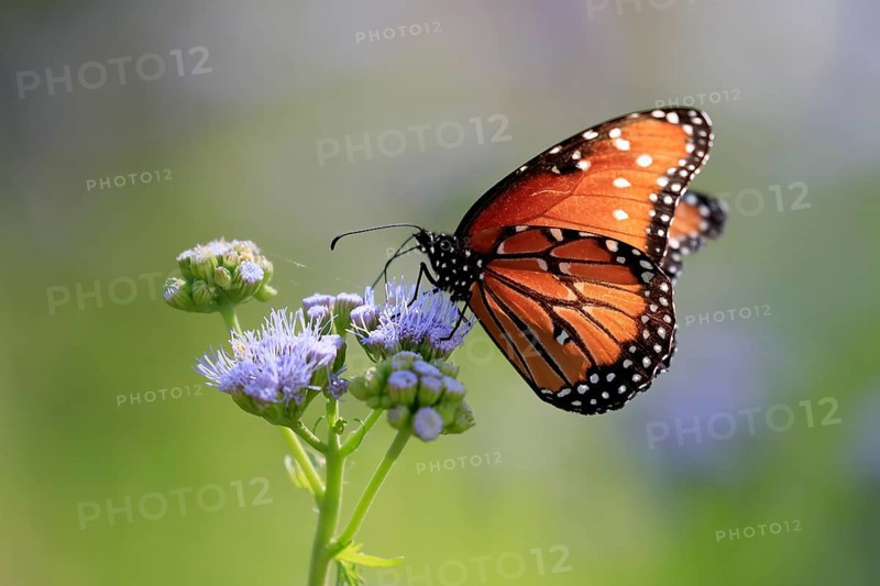 Monarch butterfly (Danaus plexippus), adult, on flower, foraging, Sonora Desert, Arizona, North America, USA, North America