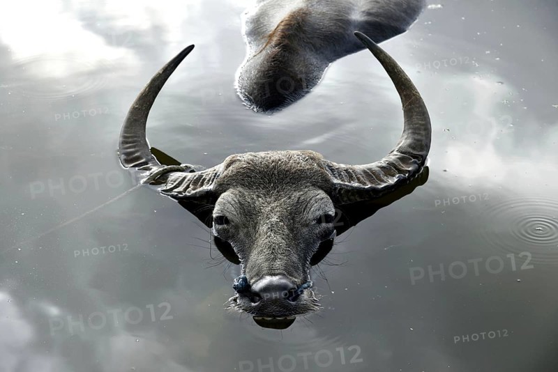 A buffalo cools off in a pond, at Kayakuchi village in Barpeta district of Assam in India on July 27, 2019
