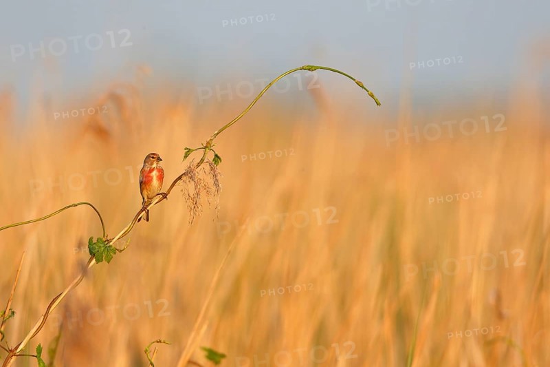 Blood Linnet (Linaria cannabina), overview picture in the biotope, animal on a reed stalk, Peene Valley River Landscape nature park Park, Mecklenburg-Western Pomerania, Germany, Europe