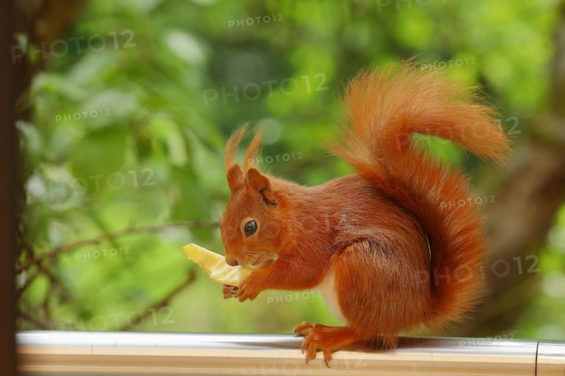 Eurasian red squirrel (Sciurus vulgaris), sitting on balcony railing and eating a piece of apple, animal portrait, North Rhine-Westphalia, Germany, Europe