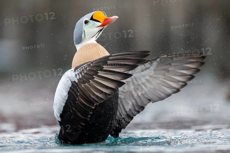 King eider (Somateria spectabilis), also known as King Eider, male with outstretched wings, Batsfjord, Batsfjord, Varanger Peninsula, Finnmark, Northern Norway, Norway, Europe