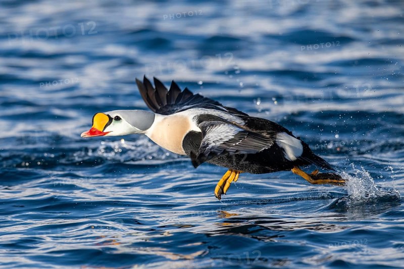 King eider (Somateria spectabilis), male in flight, winter, Batsfjord, Batsfjord, Varanger Peninsula, Finnmark, Northern Norway, Norway, Europe