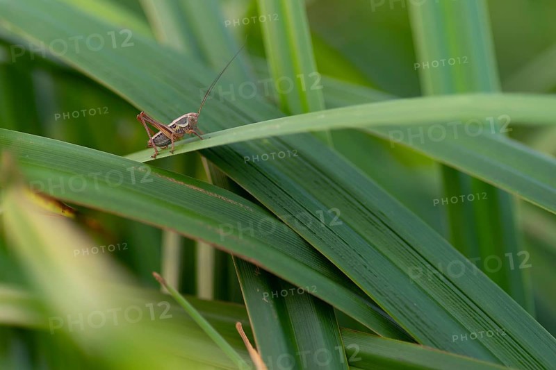 Close-up, roesel's bush-cricket (Roeseliana roeselii), male, sitting on a blade of grass, Neustadt am Rübenberge, Germany, Europe
