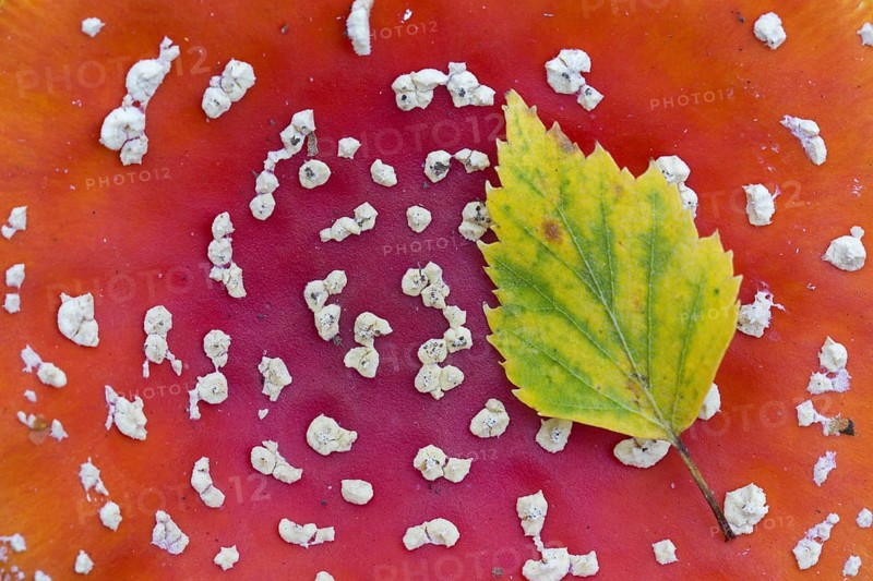 Fallen downy birch, European white birch leaf showing autumn colours resting on cap of fly agaric (Amanita muscaria), fly amanita mushroom