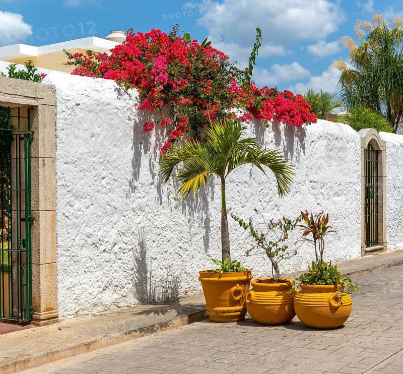 Red flowers Plumeria frangipani plant growing over whitewashed wall, Calzado Calle de los Frailes, Valladolid, Yucatan, Mexico, Central America