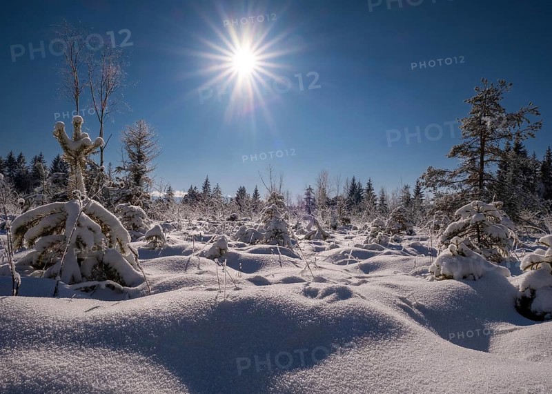 Winter landscape, snow, trees, conifer, sun, sun star, Christmas, landscape, Kirchsee, Bavaria, Germany, Europe