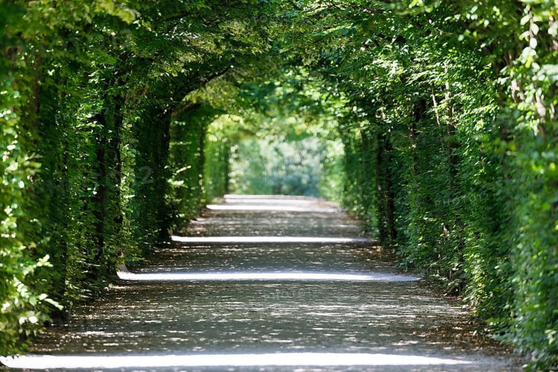Arbour made of european hornbeam (Carpinus betulus), Eremitage, historical park, landscape park, Rococo, built from 1715, Eremitage district, Bayreuth, Upper Franconia, Franconia, Bavaria, Germany, Europe