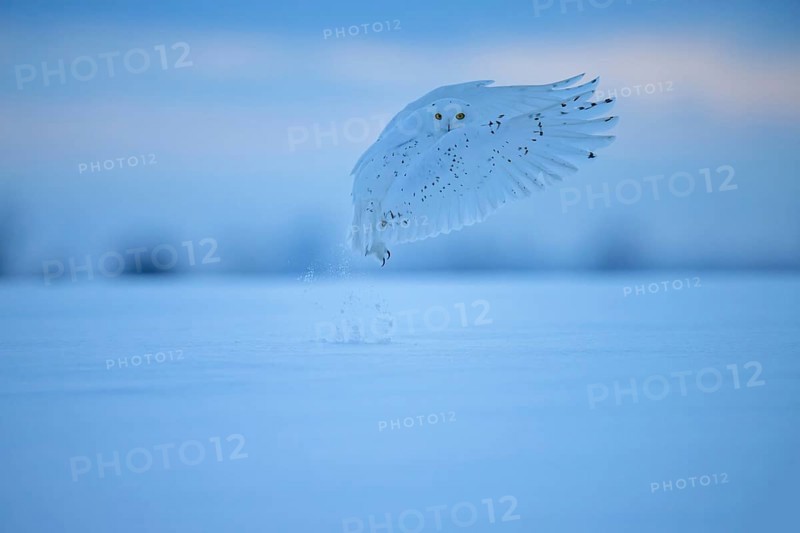 Male Snowy Owl (Nyctea scandiaca) (syn. Bubo scandiaca) shortly after take-off, snow dusting up, talons visible, blue hour, reddish light behind, Quebec, Canada, North America
